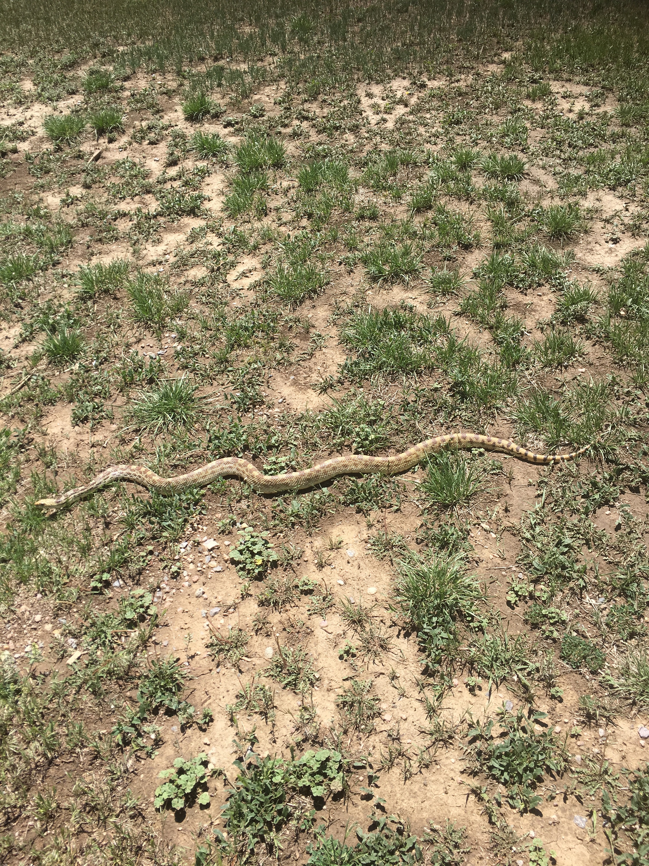 Bull Snake