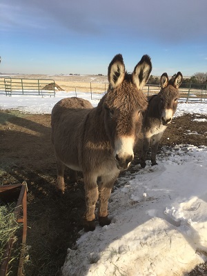 Lucky and Thunder