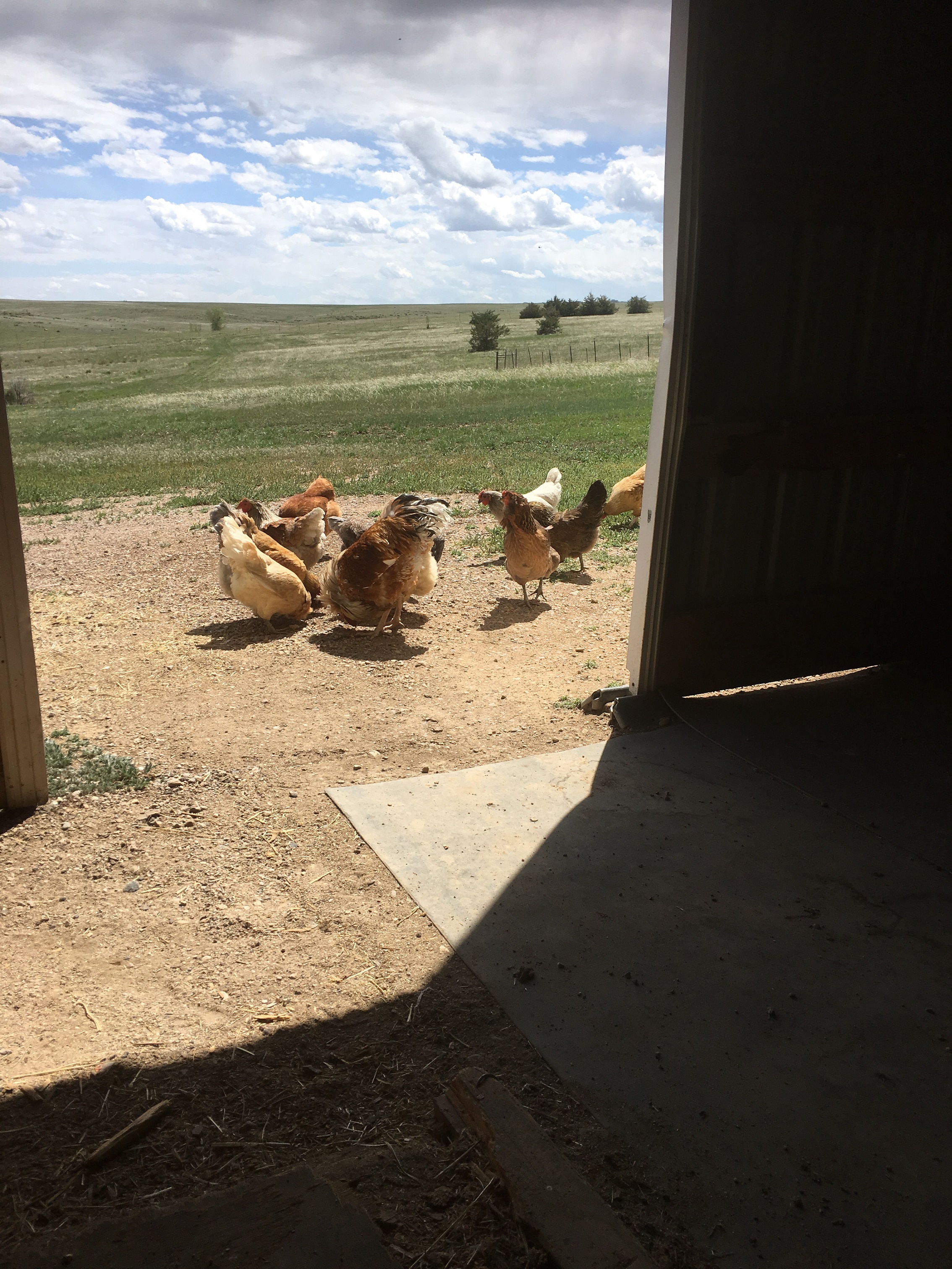 Chicks on the Loose