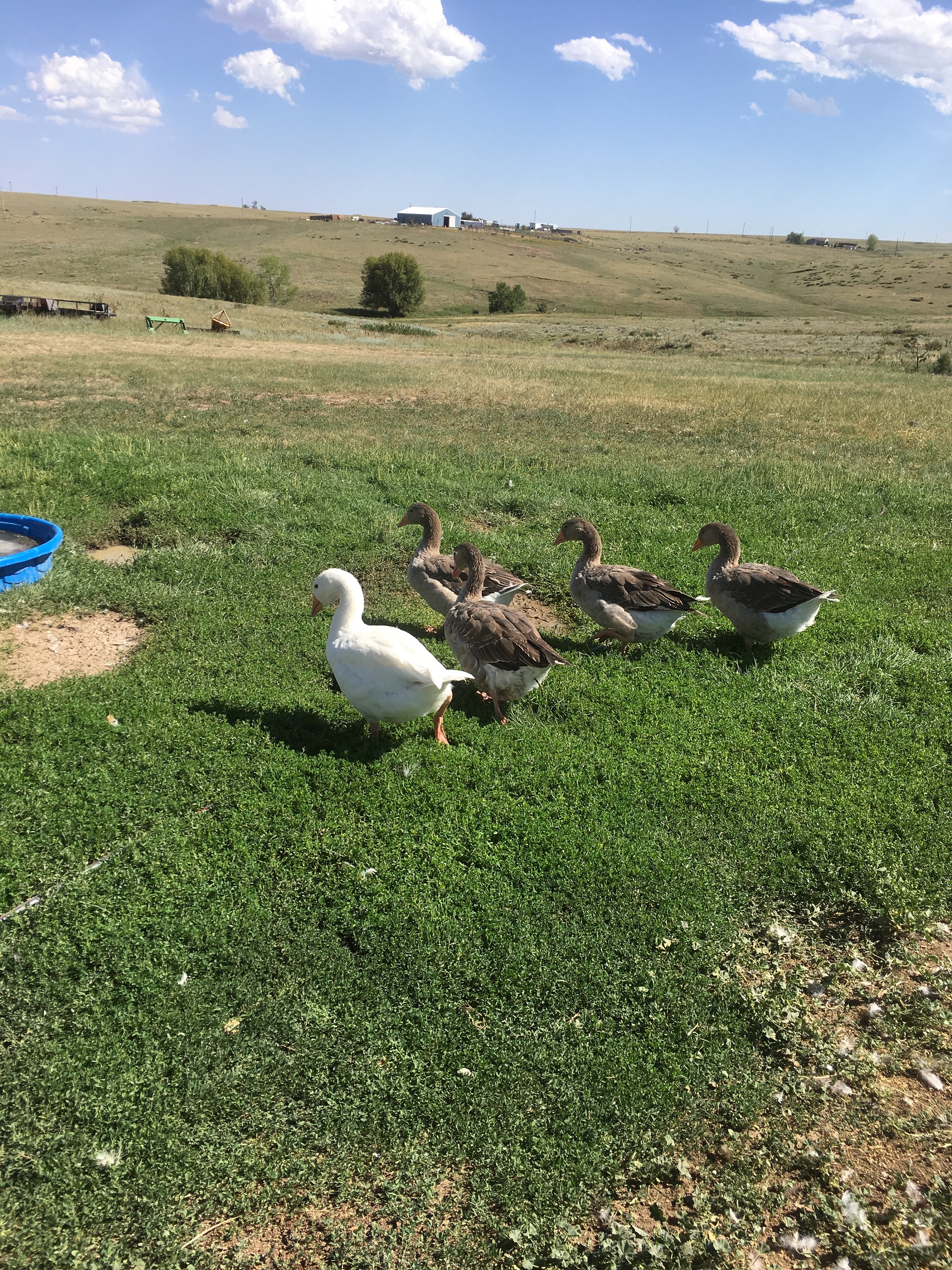 goslings at 2 months