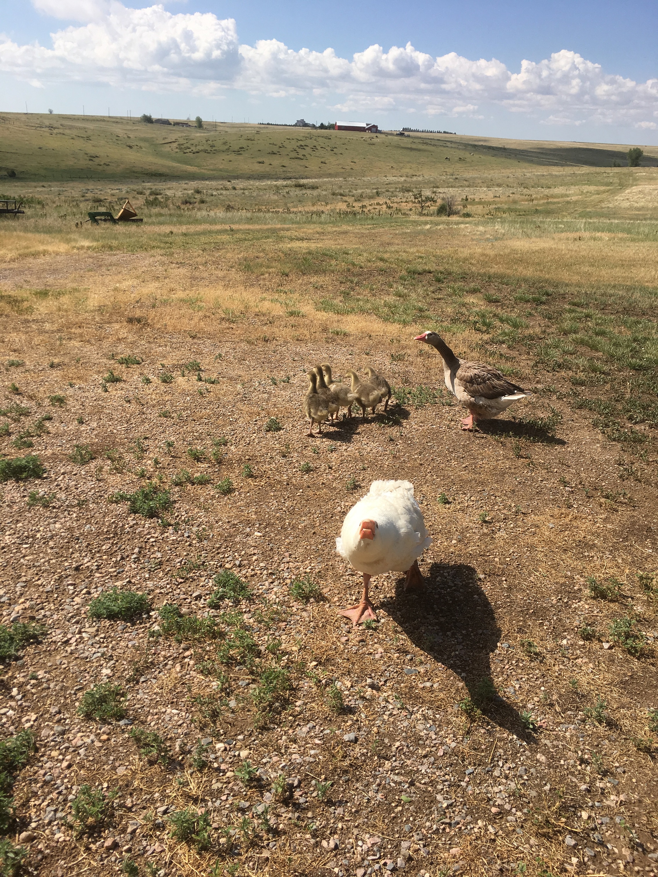 geese family at 3 weeks