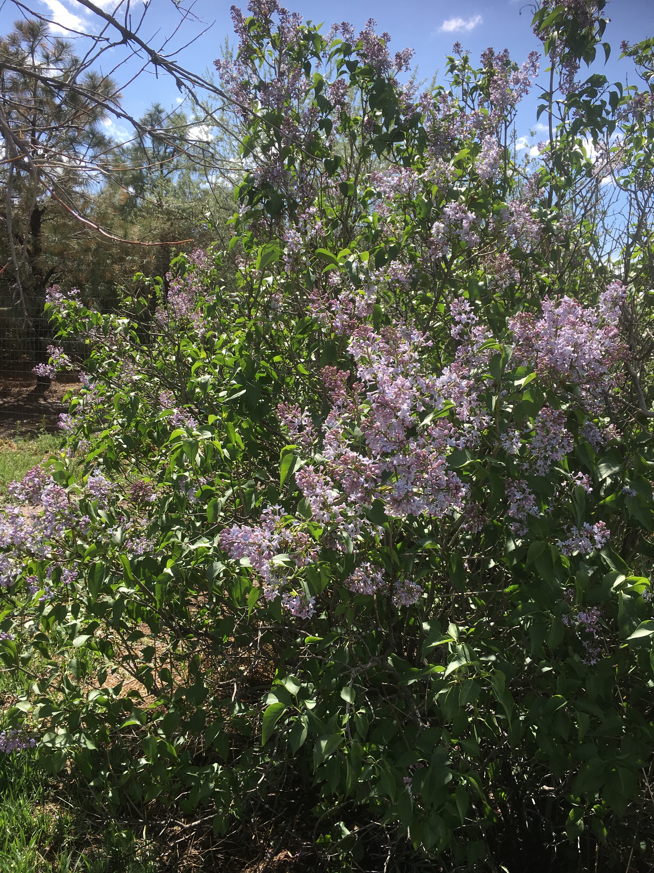lilacs