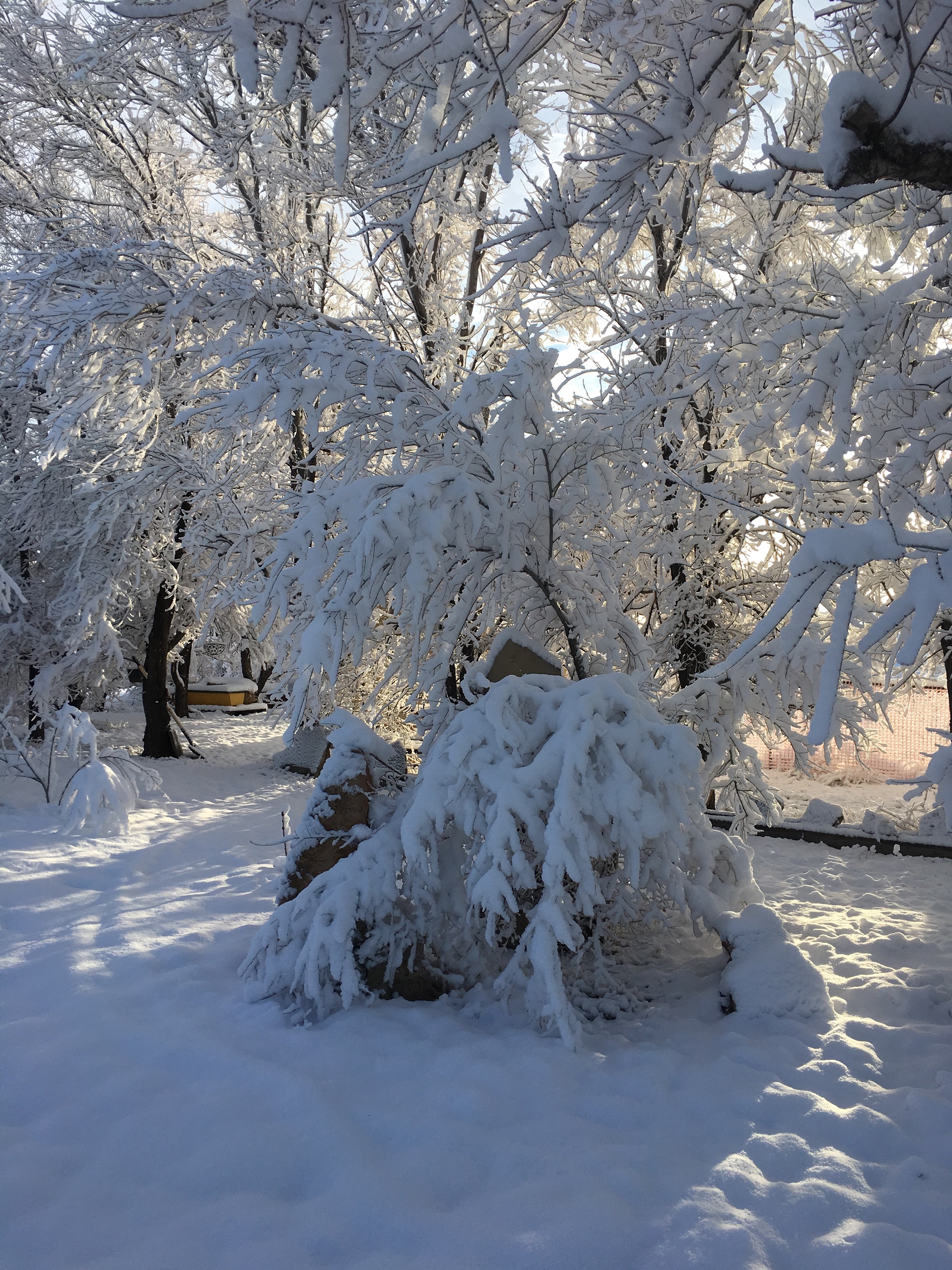 Snowy Elms